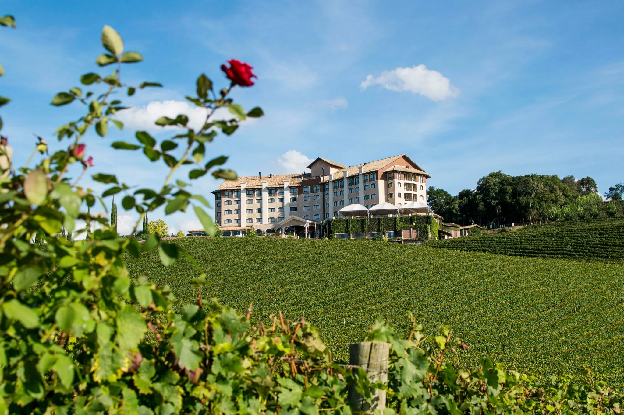 Tour do Vinho - Vale dos Vinhedos